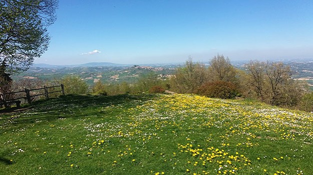 a meadow on a high hill